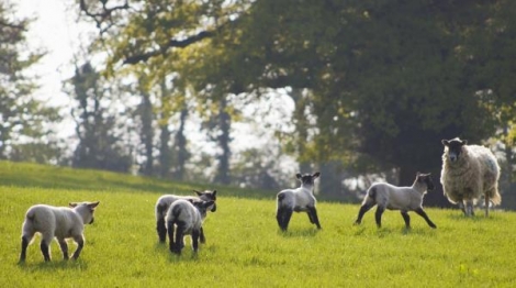 Countryside Online Wool Blog by Martin Curtis